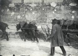 chevaux de haquet au port de Bercy à Paris