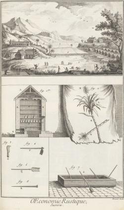 L'encyclopédie page 114, Agriculture, sucrerie et affinage des sucres, planche 1; vue d'une habitation, d'une plantation de canne à sucre, coupe verticale d'une étuve à mettre sécher les pains d esucre terrés, canne à sucre, outils