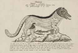 Hyène, animal féroce qui ravage le Gévaudan