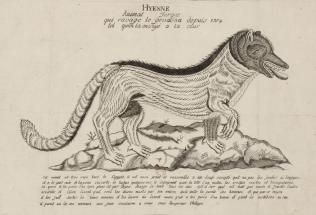 Hyène, animal féroce qui ravage le Gévaudan